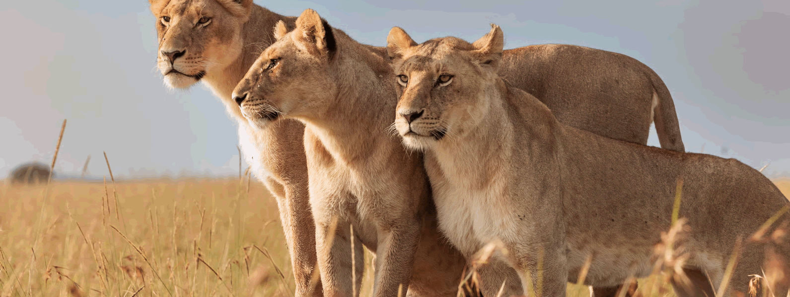 4 Days 3 Nights Nairobi – Mara Budget Tour