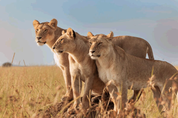 Maasai Mara Safari Adventure