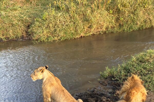 Tsavo East Safari