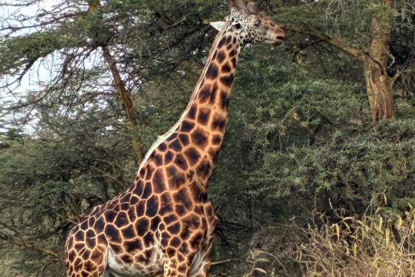 giraffes