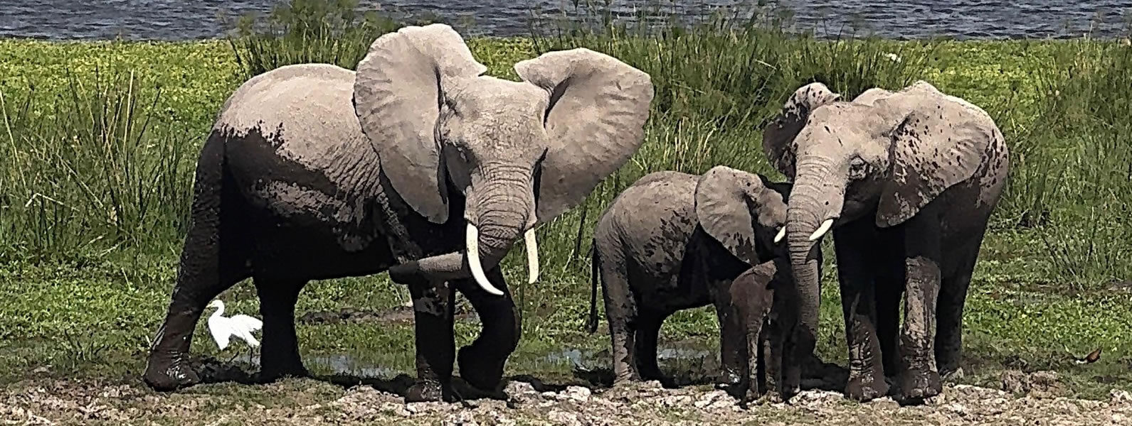 Tsavo East Safari