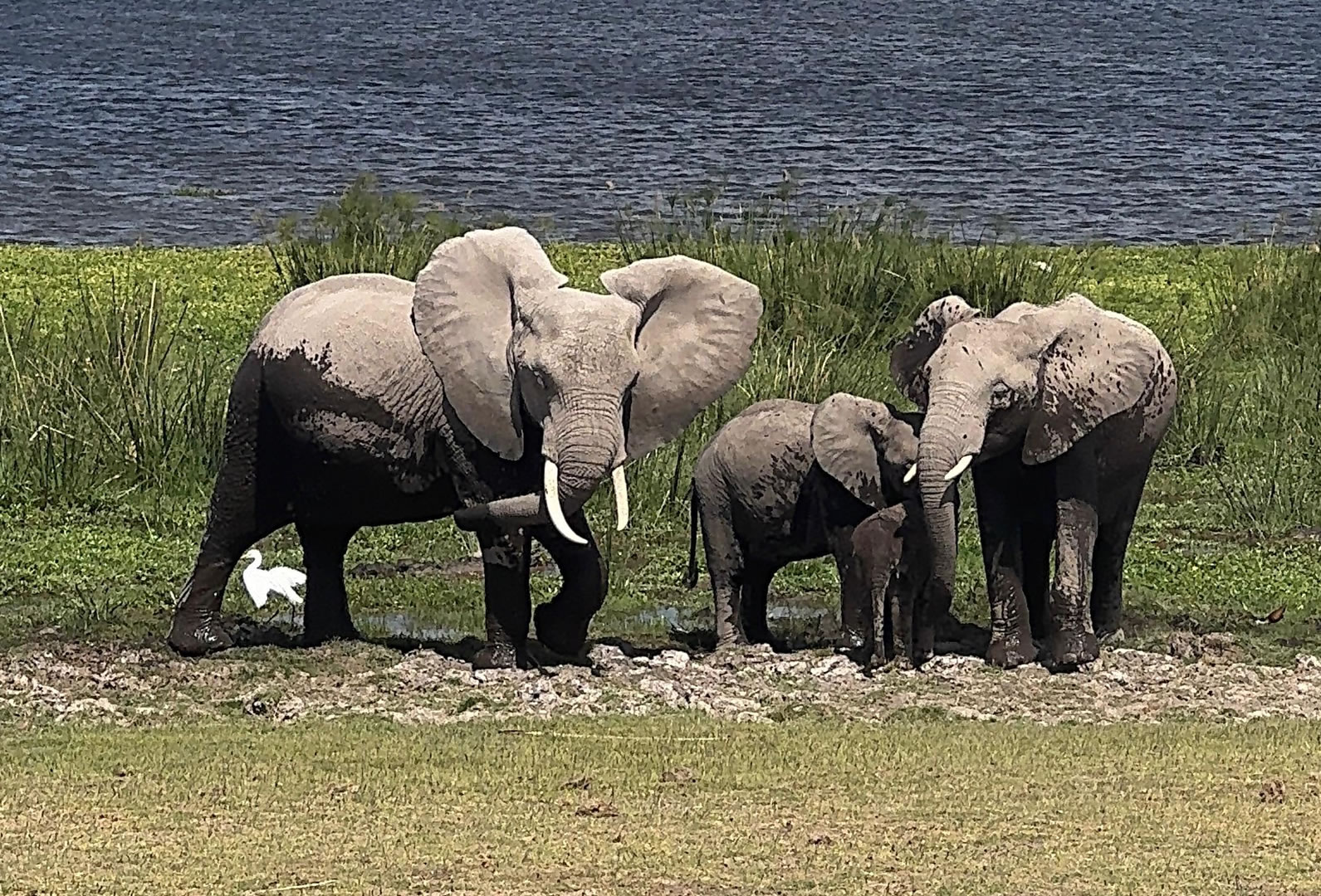 elephants
